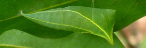Pupae